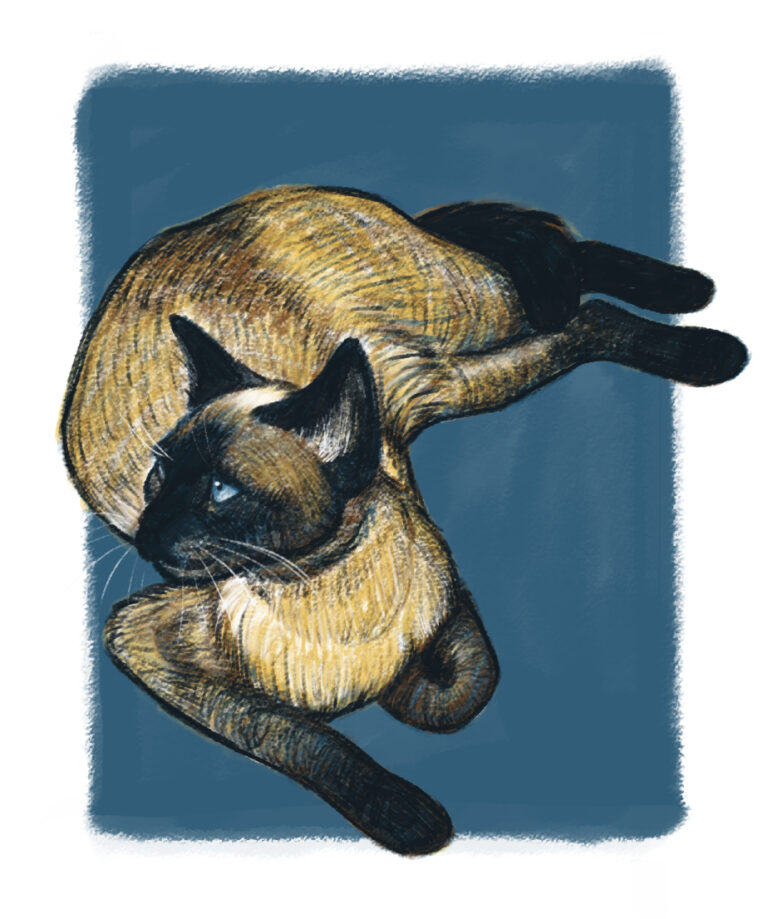 Digital illustration of a siamese cat